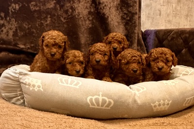 Той пудель щенки