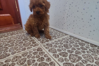 Карликовый пудель(девочка)