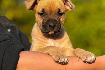 американский стаффордширский терьер