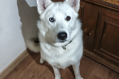 В добрые руки