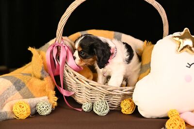 Малыши Кавалер Кинг Чарльз Спаниель