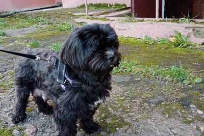 Продажа ши-тцу