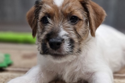 Щенок джек рассел терьер