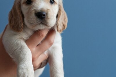 Щенок Английского Кокер спаниеля