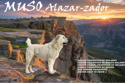 Кобель Среднеазиатской овчарки приглашает на вязку