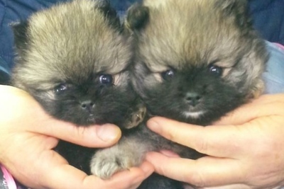 Померанский шпиц