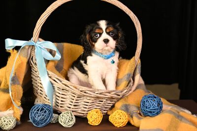 Малыши Кавалер Кинг Чарльз Спаниель