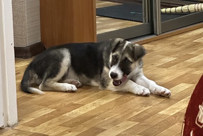 Щенок девочка