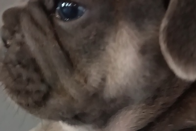 Французский бульдог щенки