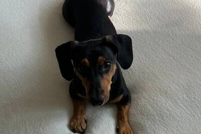 Карликовая такса в добрые руки