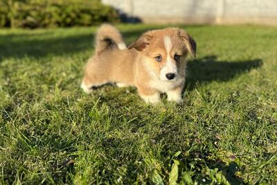 Вельш корги пемброк