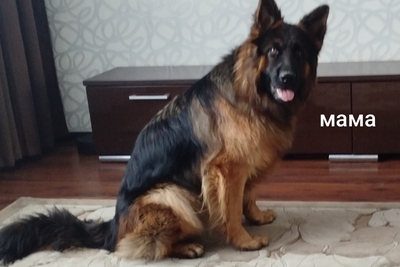 Щенок длинношёрстной немецкой овчарки