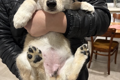 Девочка щенок в дар