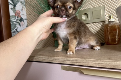 Красавчик чихуахуа