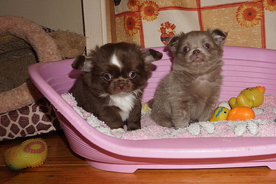 Кукольная Девочка чихуахуа д/ш .черная с белым нарядная