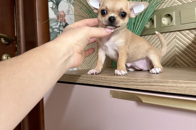 Миниатюрная девочка чихуахуа