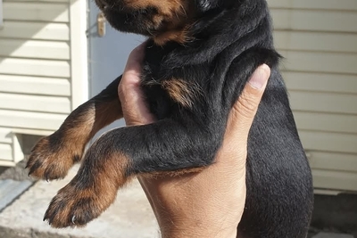 Щенки ягдтерьера