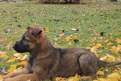 Щенки немецкой овчарки