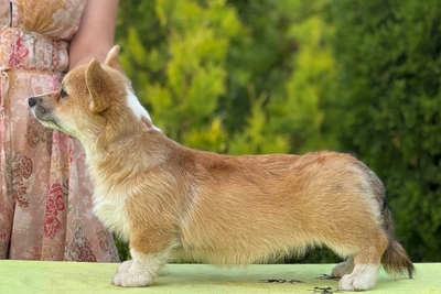 Щенки вельшкорги пемброк