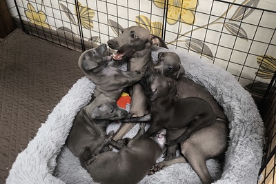 Левретки от дипломированных родителей