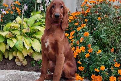 Мальчик ирландского сеттера