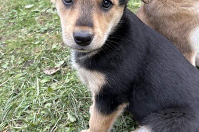 Щенок девочка в дар