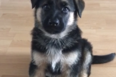 Немец ищет подружку