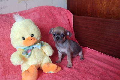 чихуахуа мини мальчик