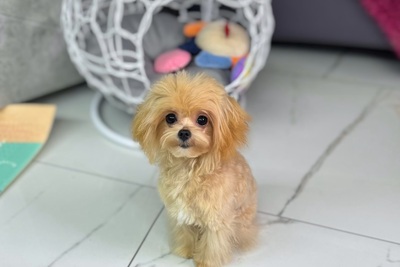 Кукольный мини мальчик мальтипу