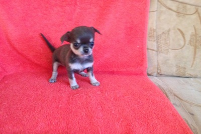 чихуахуа мини  девочка