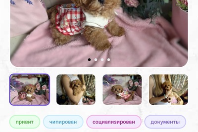 Элитные мини микро мальтипу Азия