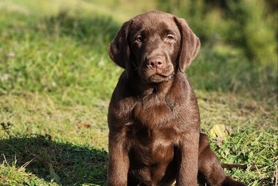 Шоколадный лабрадор