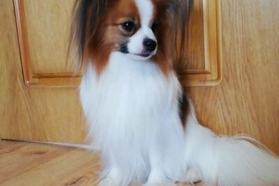 Продажа щенок папильона