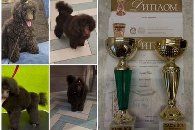 Той Пудель. Девочка шоколадного окраса. 1 год и 2 месяца.