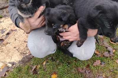 Отдам в хорошие руки щенков