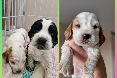 русский спаниель,  рос щенки