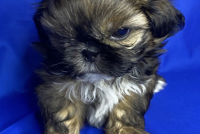 Продается щенок