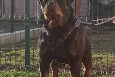 Ротвейлер, топовые щенки