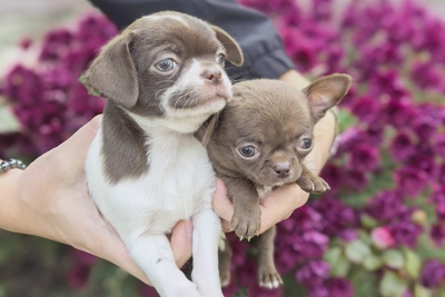 Щенки Чихуахуа.