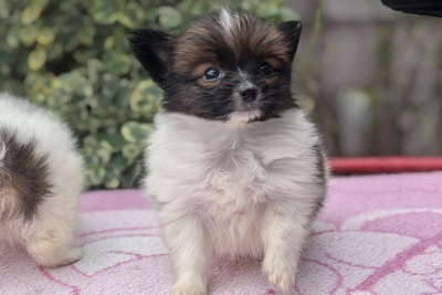 Папильон. Щенки папийона. Мальчик