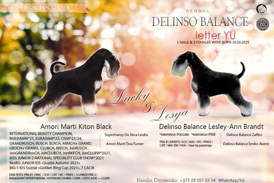 Высокопородные щенки цвергшнауцера