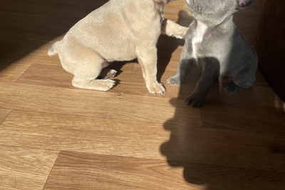 Щенки французского бульдога