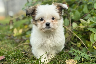 Ши-тцу+ папильон щенок.