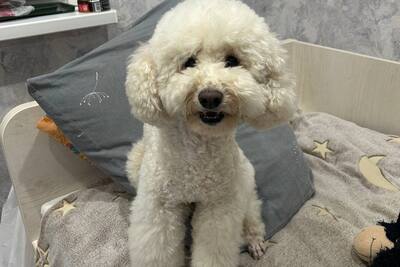 Пудель для вязок