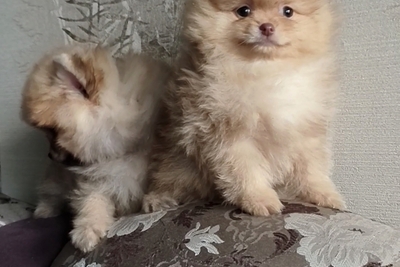 Померанский шпиц, щенки. Мини мишки