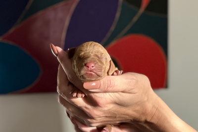 Щенки выжлы 02.11.25