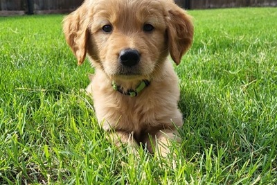 Золотистый ретривер