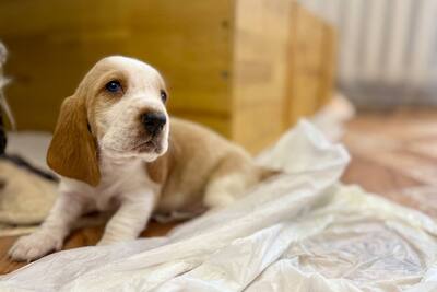 бассет-хаунд щенки с родословной