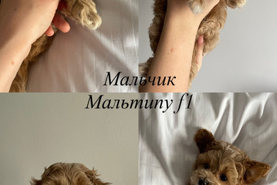 Щенки Мальтипу f1