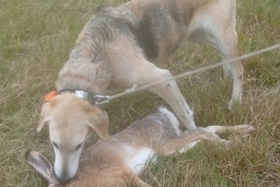 Русская гончая